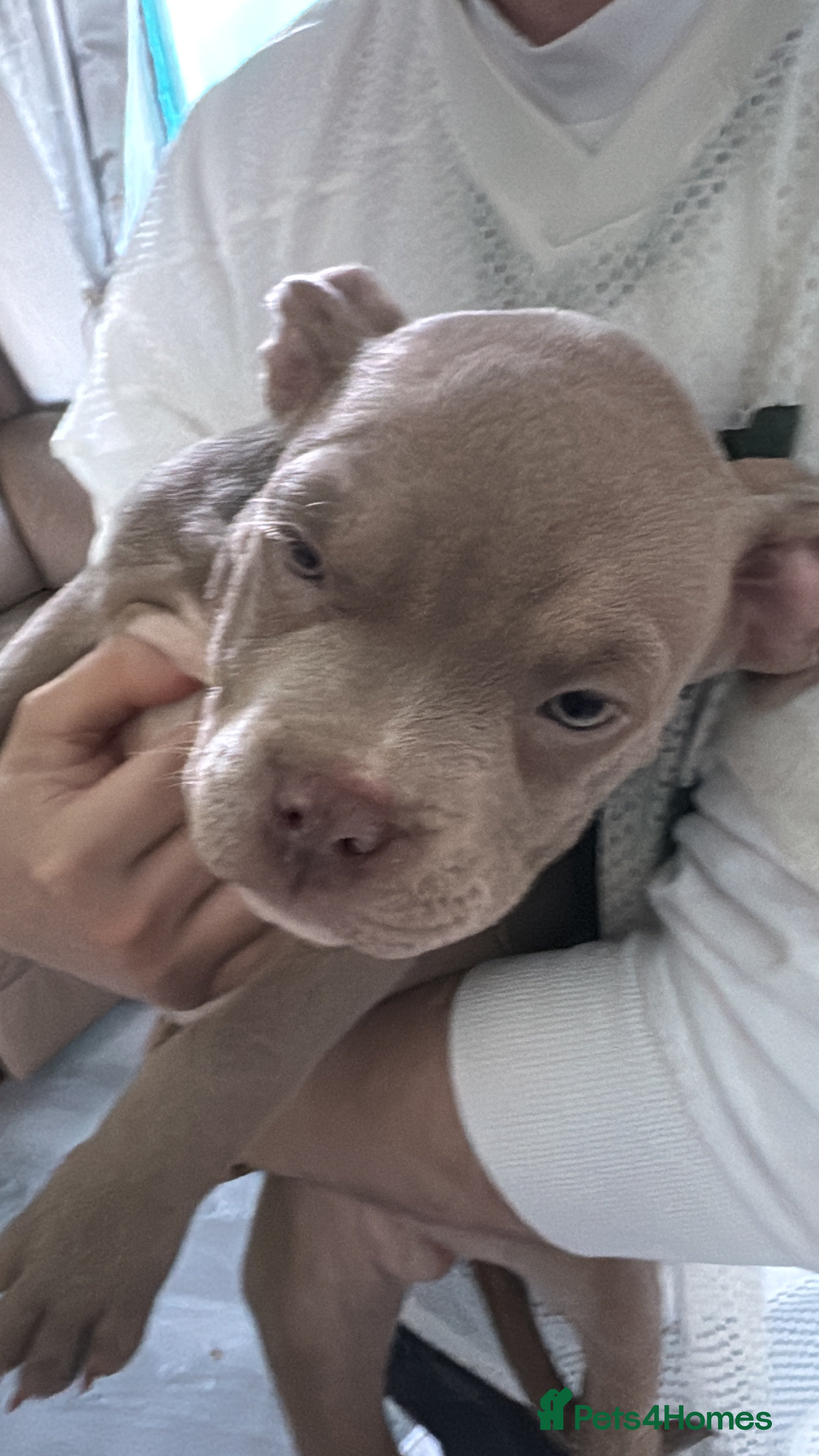 American Bully dogs Stunning pocket bully pups ABKC registered - Advert 1