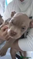 American Bully Puppy-BLAZE
