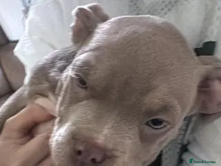 American Bully dogs Stunning pocket bully pups ABKC registered - Advert 1