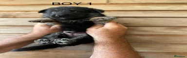 German Shepherd 4