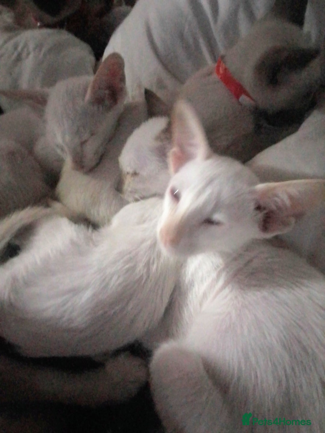 Siamese cats for sale: Siamese kittens - Advert 6