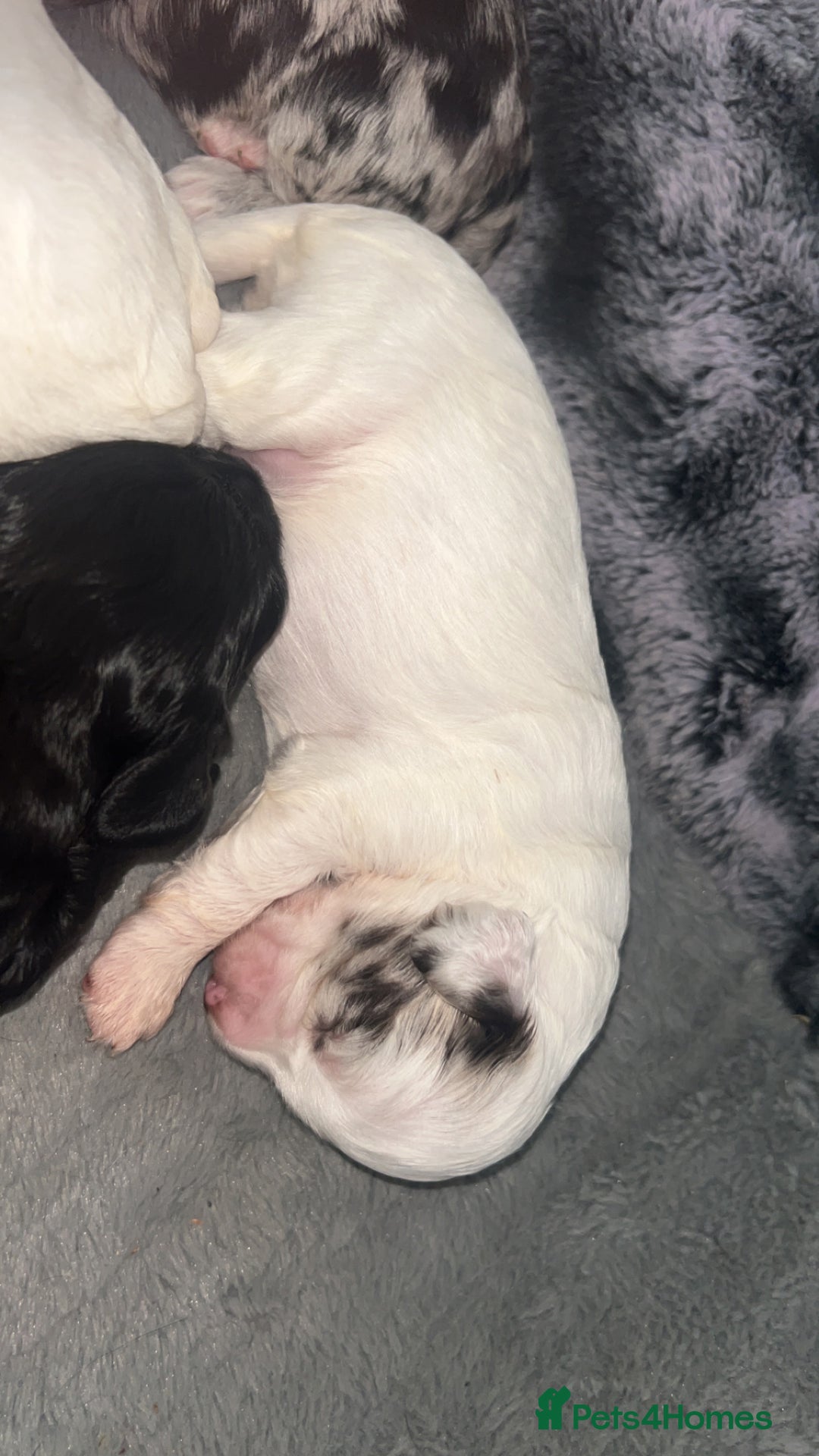 Cockapoo dogs for sale: Multi-Gen Cockapoo Puppies for sale.  - Image 4