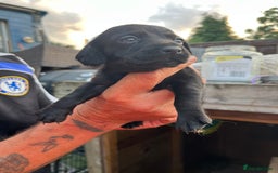 Mixed Breed dogs for sale: Beautiful cockepoo cross Miniature Dachshund pups  - Image 3