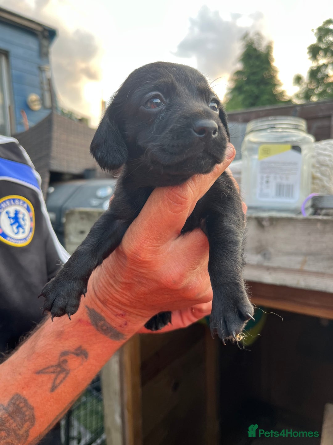Mixed Breed dogs for sale: Beautiful cockepoo cross Miniature Dachshund pups  - Image 3