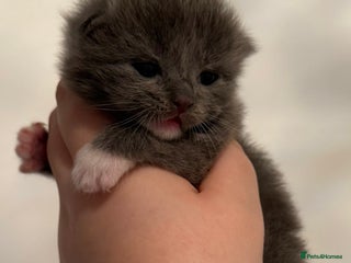 Ragdoll cats British longhair x ragdoll kittens✨ - Advert 3