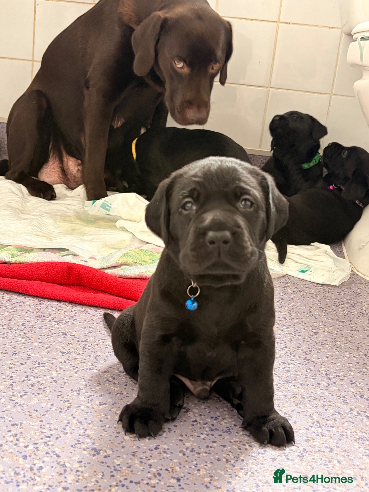 Labrador Retriever dogs for sale: Labrador puppies - Advert 9