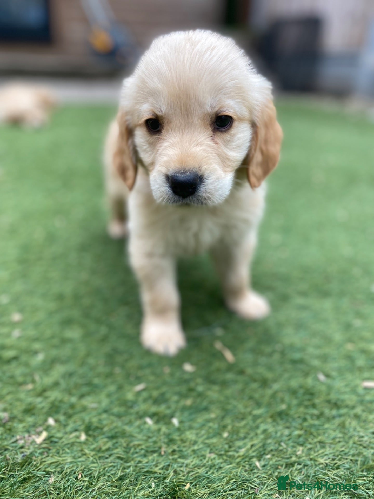Golden Retriever dogs KC REGISTERED ®️ 5 STAR ⭐️ GOLDEN PUPPIES 🐶  - Advert 2