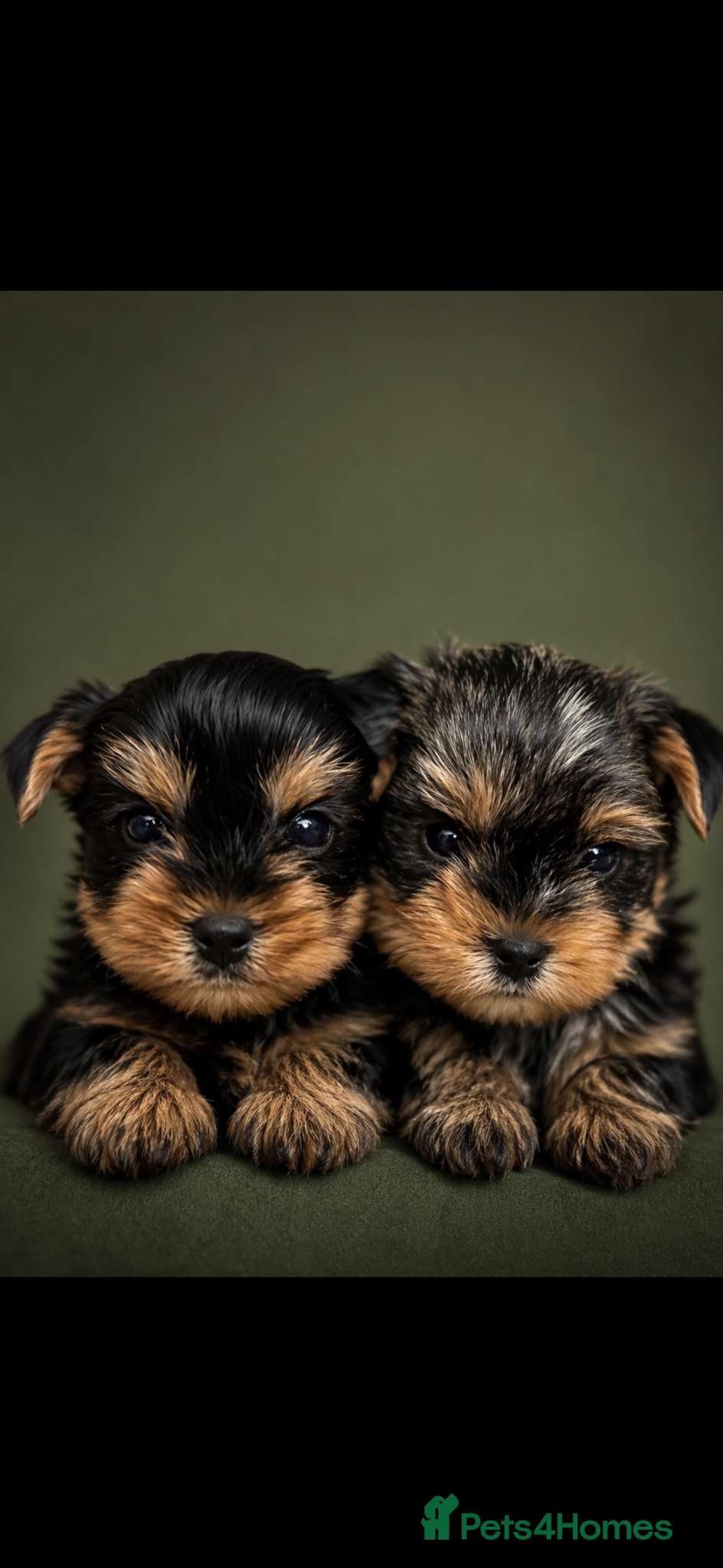 Yorkshire Terrier dogs ONLY MALES- Purebred Yorkshire Terriers - Advert 3