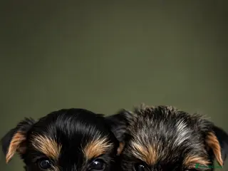 Yorkshire Terrier dogs ONLY MALES- Purebred Yorkshire Terriers - Advert 3