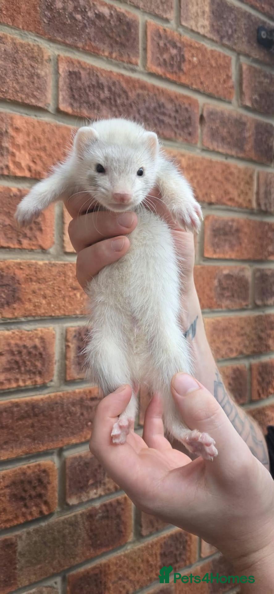 Ferret rodents 5 ferret kits for sale - Advert 3