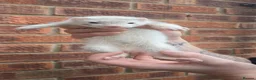 Ferret rodents for sale: 5 ferret kits for sale - Advert 1