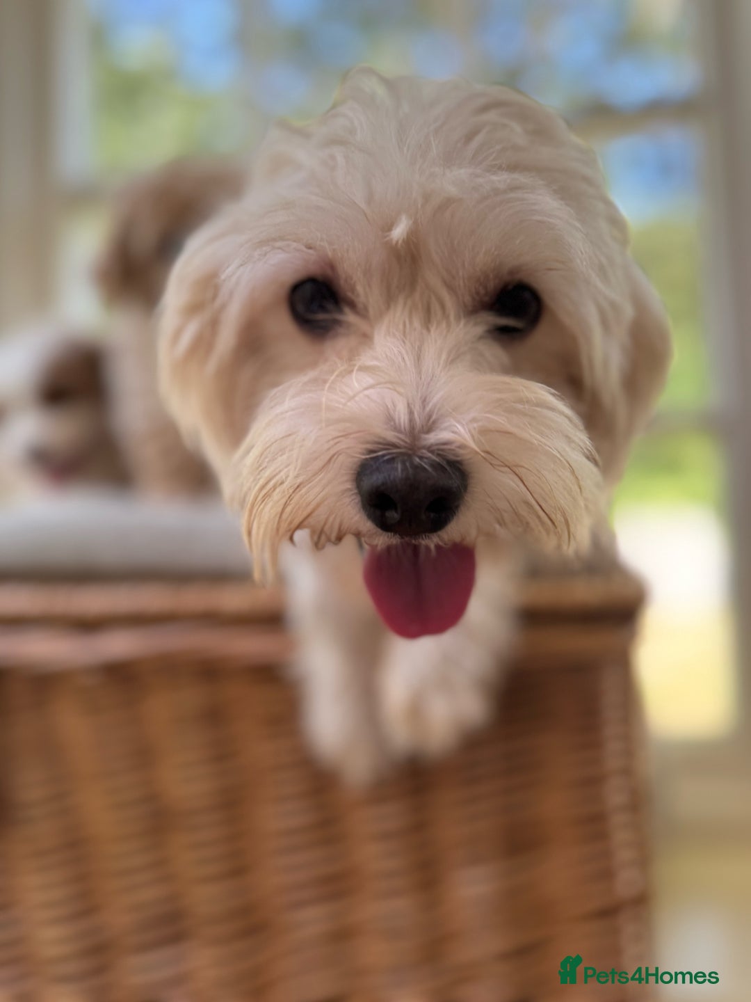 Mixed Breed dogs for sale: Teddy bear puppies - Image 33