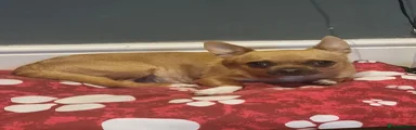 Chihuahua 1