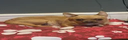 Chihuahua dogs for sale: Chihuahua  - Advert 1