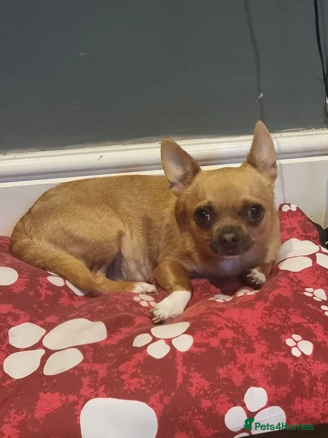 Chihuahua dogs for sale: Chihuahua  - Advert 1