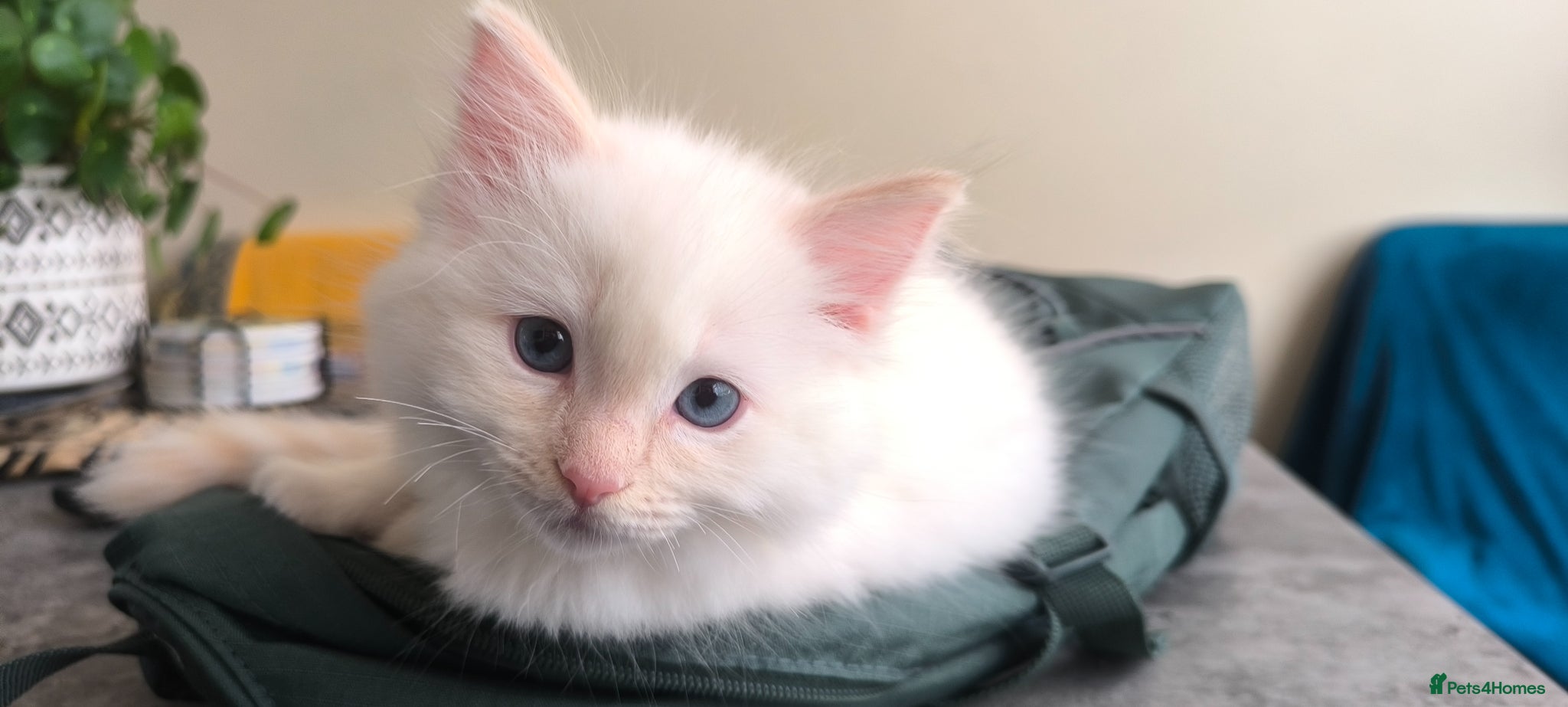Ragdoll cats for sale: Beautiful ragdolls are looking for a forever home  - Advert 21