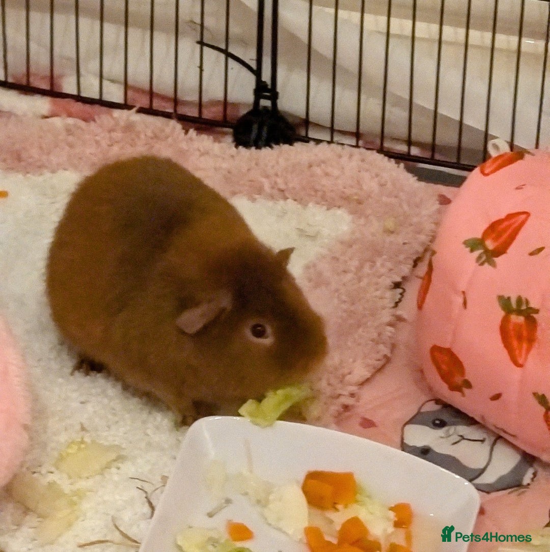 Guinea Pig rodents for sale: 2 female guinea pigs needing new home, - Image 2