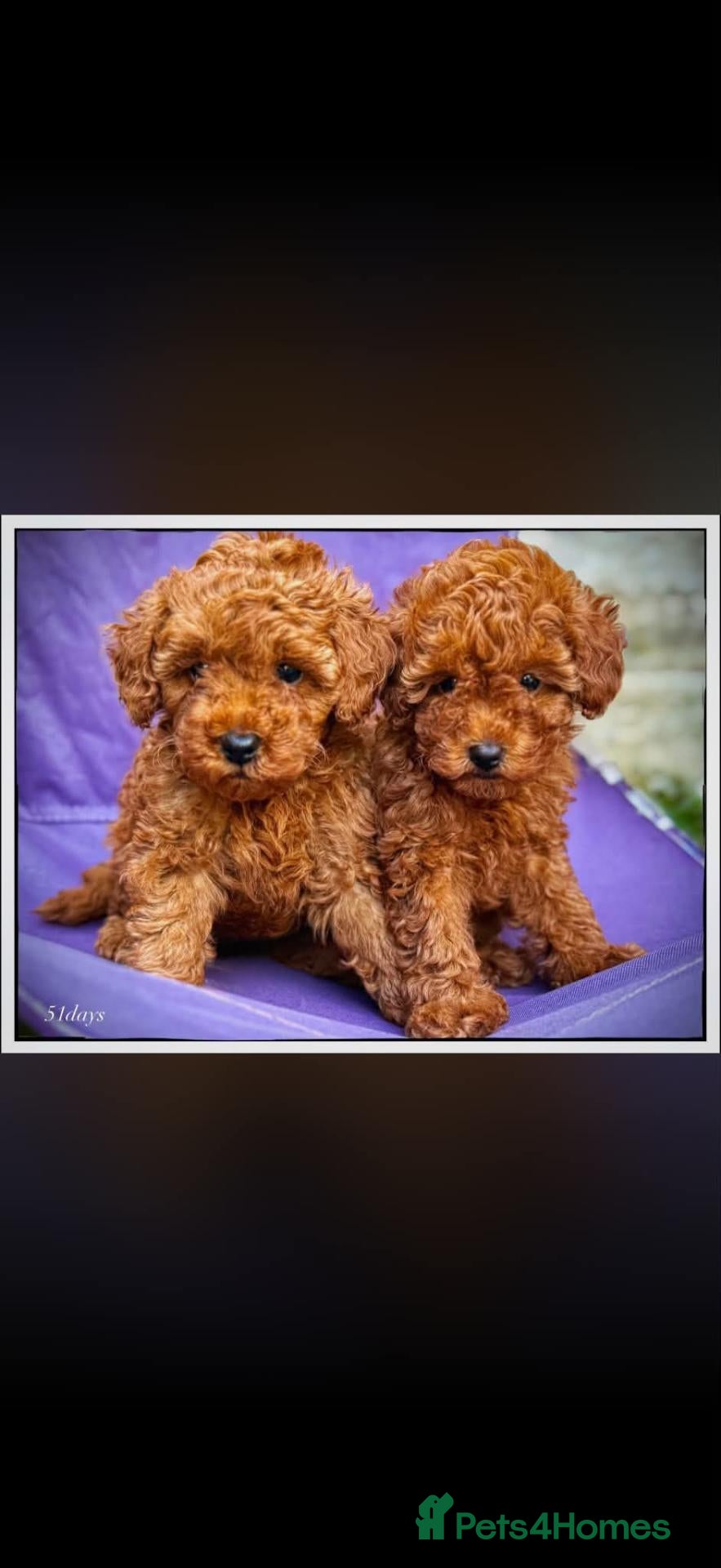 Toy Poodle dogs for sale: Toy Poodle Puppies - Advert 1