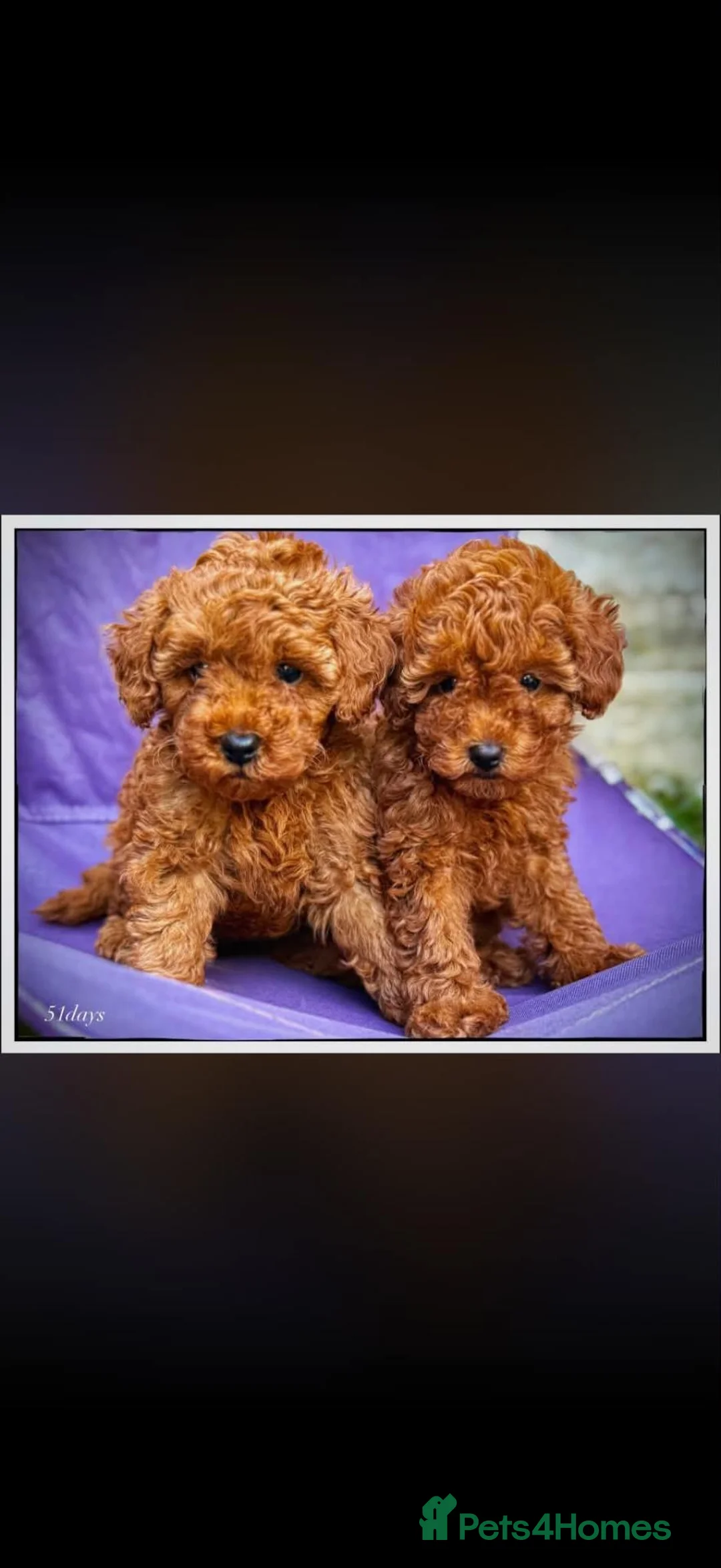 Toy Poodle dogs for sale: Toy Poodle Puppies in Romford - Advert 1