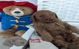 Cavapoo dogs for sale: Waiting List now open - DARK RED PREMIUM QUALITY - Image 30