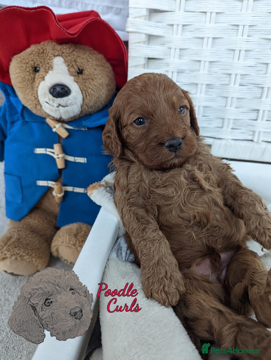 Cavapoo dogs for sale: Waiting List now open - DARK RED PREMIUM QUALITY - Image 30