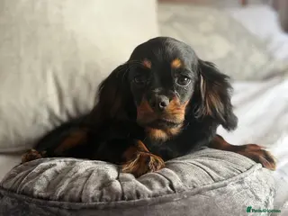 Cavalier King Charles Spaniel dogs Last little Boy -Health Tested - Advert 6
