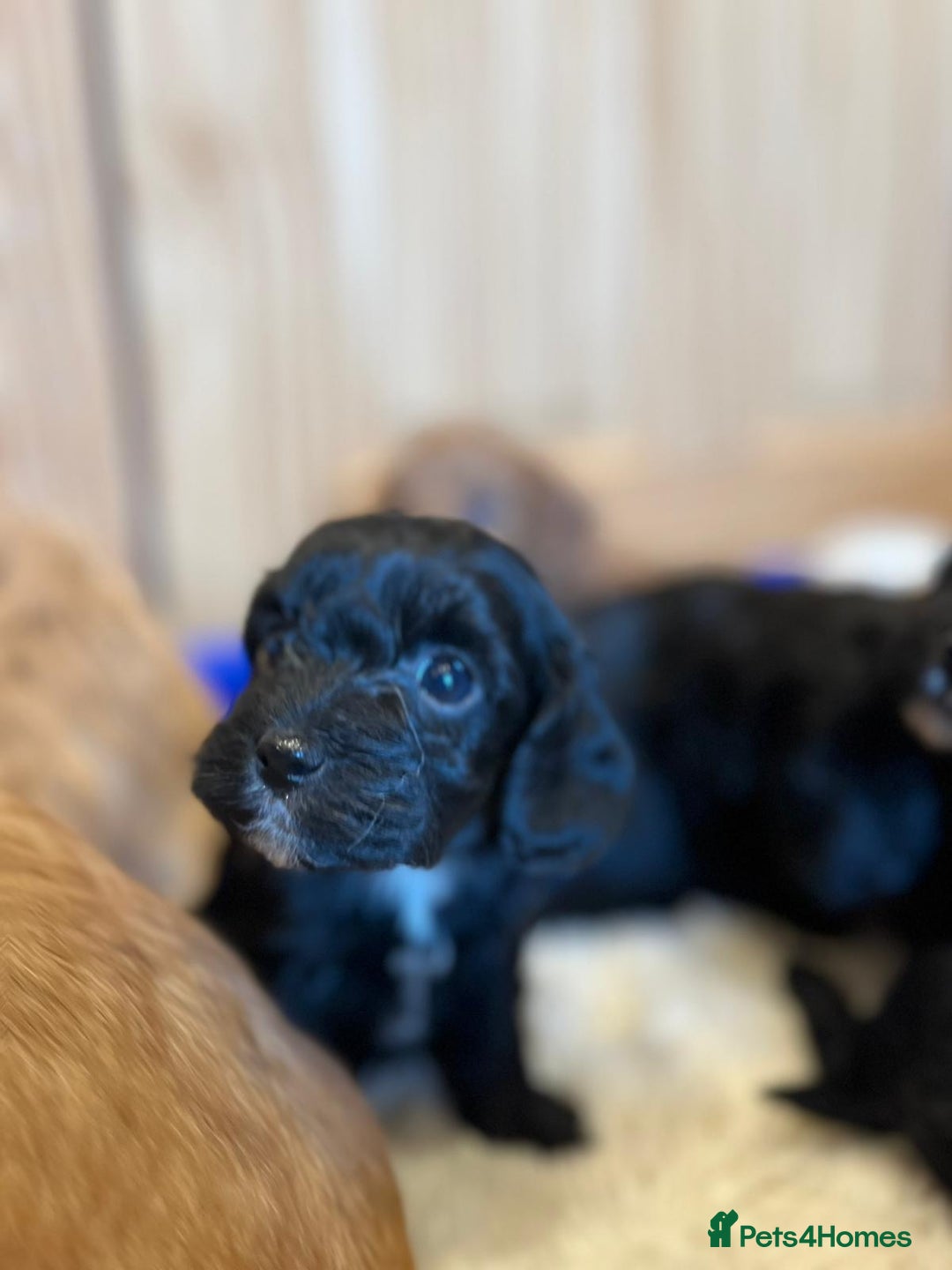 Cockapoo dogs for sale: Tiny cockapoo puppies - Advert 4