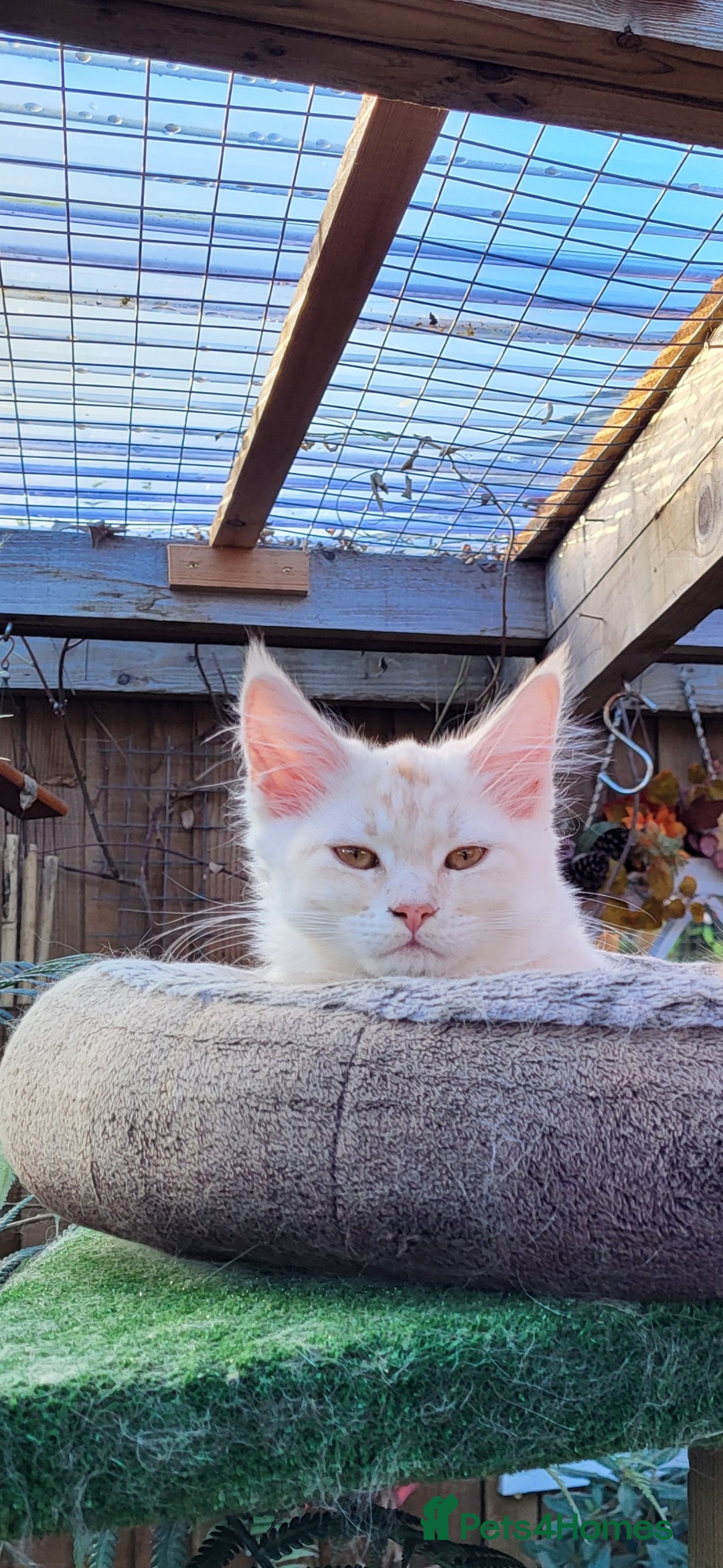 Maine Coon cats for sale: Maine coon kitten ready now - Advert 3