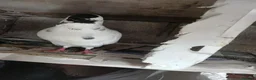 Pigeons birds for sale: Afghni pigeions in Southall - Advert 10