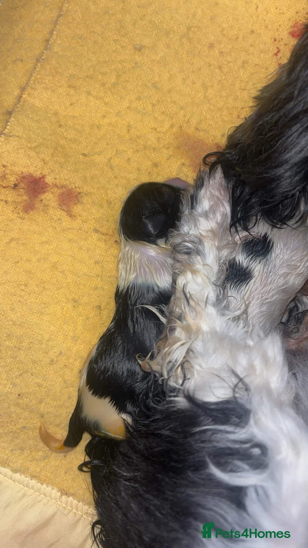 Malshi dogs for sale: Malshi puppies - Advert 5