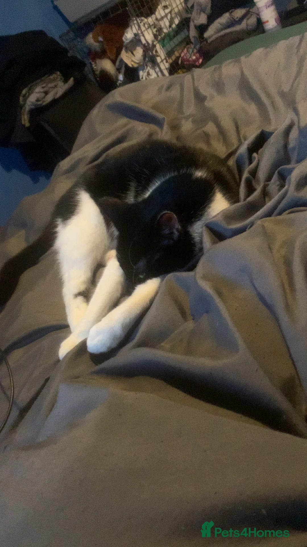 Mixed Breed cats for sale: Otis and Luna  in Flint - Advert 1