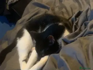 Mixed Breed cats Otis and Luna - Advert 2