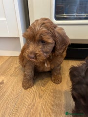 Cockapoo Puppy 4
