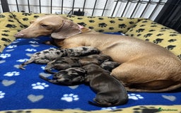 Miniature Dachshund dogs for sale: Beautiful long haired male and female  - Image 2