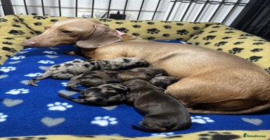 Miniature Dachshund dogs - Advert 8
