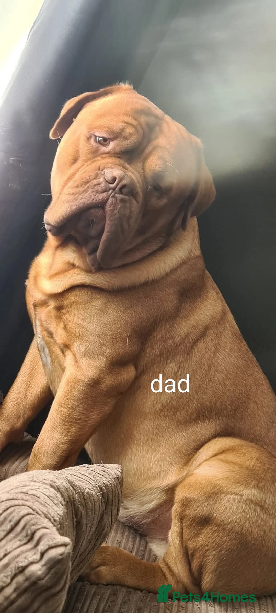 Dogue De Bordeaux dogs for sale: KC Dogue De Bordeaux puppies - Advert 1