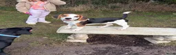 Mixed Breed dogs for sale: our beautiful beagle  - Advert 5