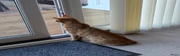 Mixed Breed cats for sale: Loving Ginger Cat - neutered male  - Advert 2