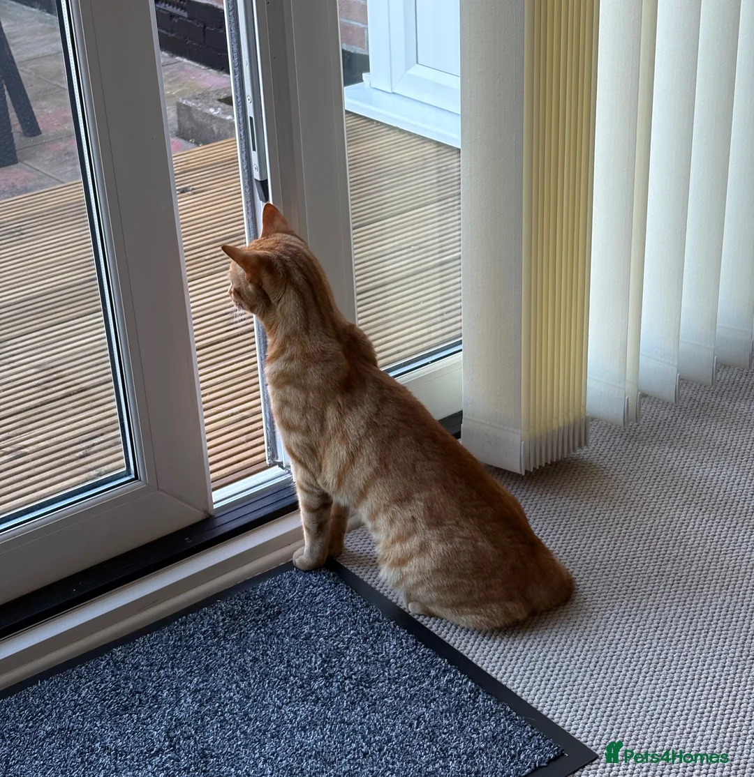 Mixed Breed cats for sale: Loving Ginger Cat - neutered male  - Advert 2