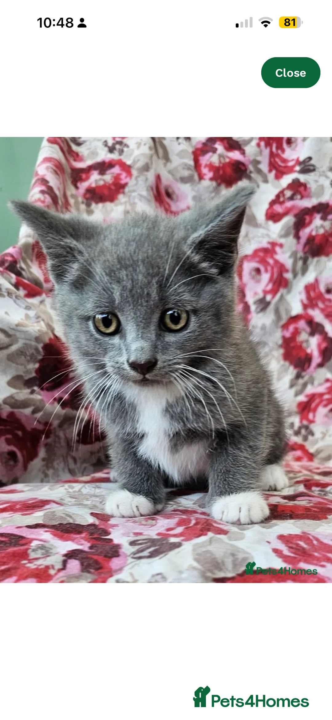 British Shorthair cats for sale: Blue British short hair  - Advert 1