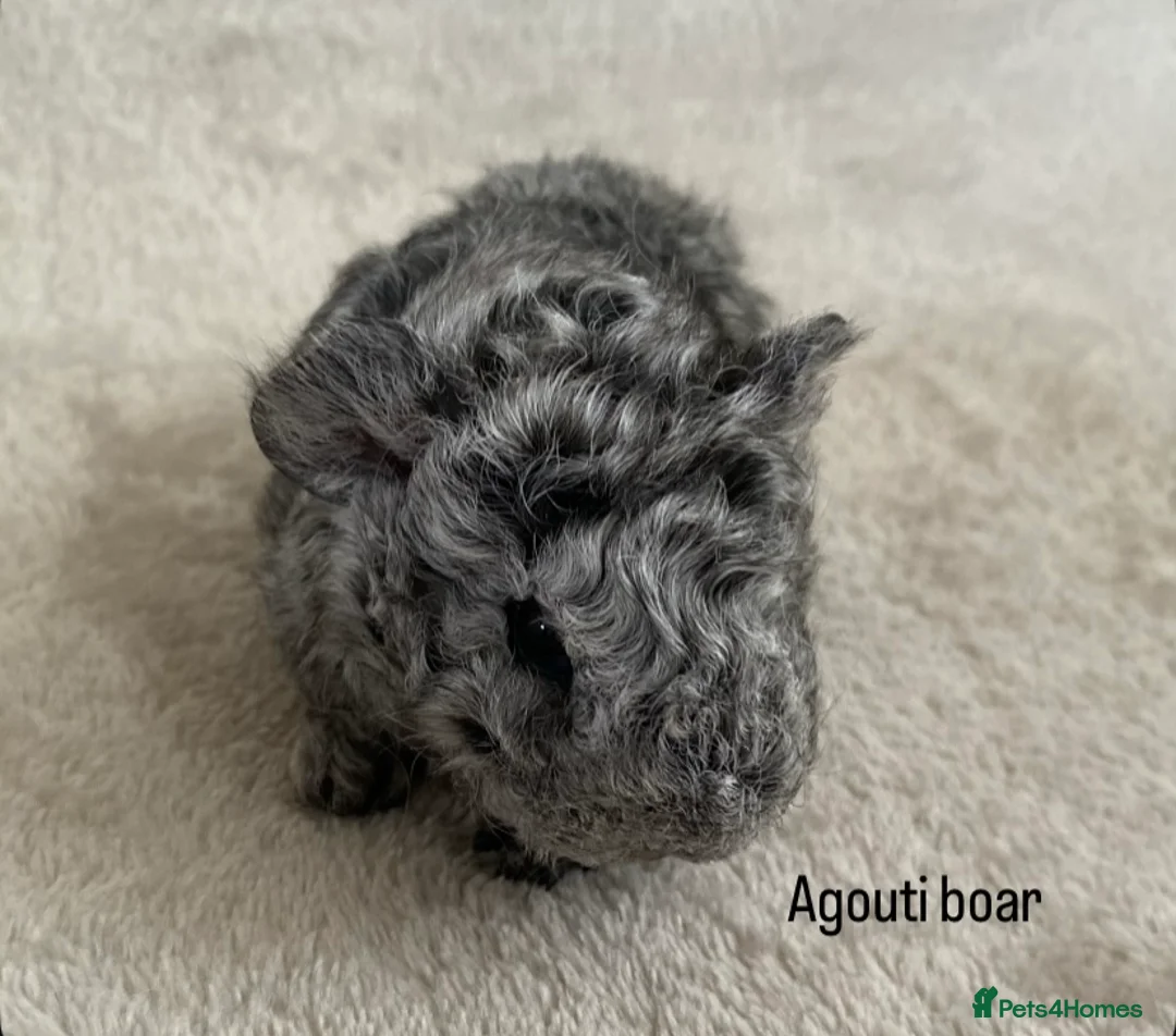 Guinea Pig rodents for sale: Lunkarya babies - Advert 5