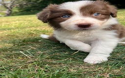 Border Collie dogs for sale: Kennel Club Border Collie Puppies For Sale - Image 18