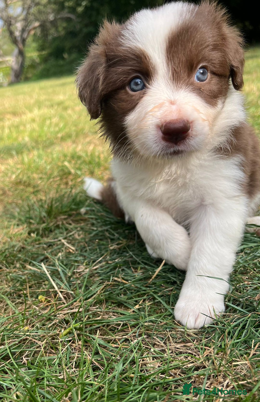 Border Collie dogs for sale: Kennel Club Border Collie Puppies For Sale - Image 18