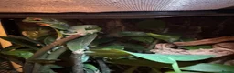 Frog reptiles for sale: RETF in an Exo Terra 60x60x45 Bioactive Terrarium in Tadley - Advert 5
