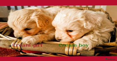 Maltipoo dogs - Advert 1