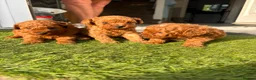 Toy Poodle dogs for sale: Red toy poodle 1 boy one girl puppies  - Advert 5