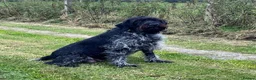 German Wirehaired Pointer dogs for sale: Forthcoming Litter of German Wirehaired Pointers in Inverurie - Advert 8