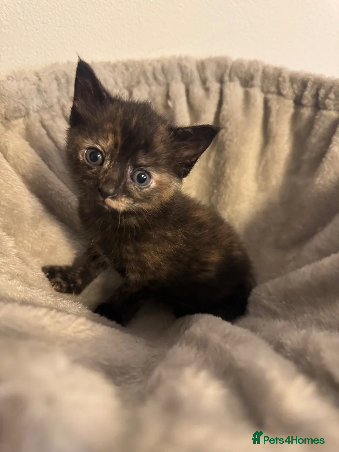 Mixed Breed cats for sale: Kittens 🐱  - Advert 12