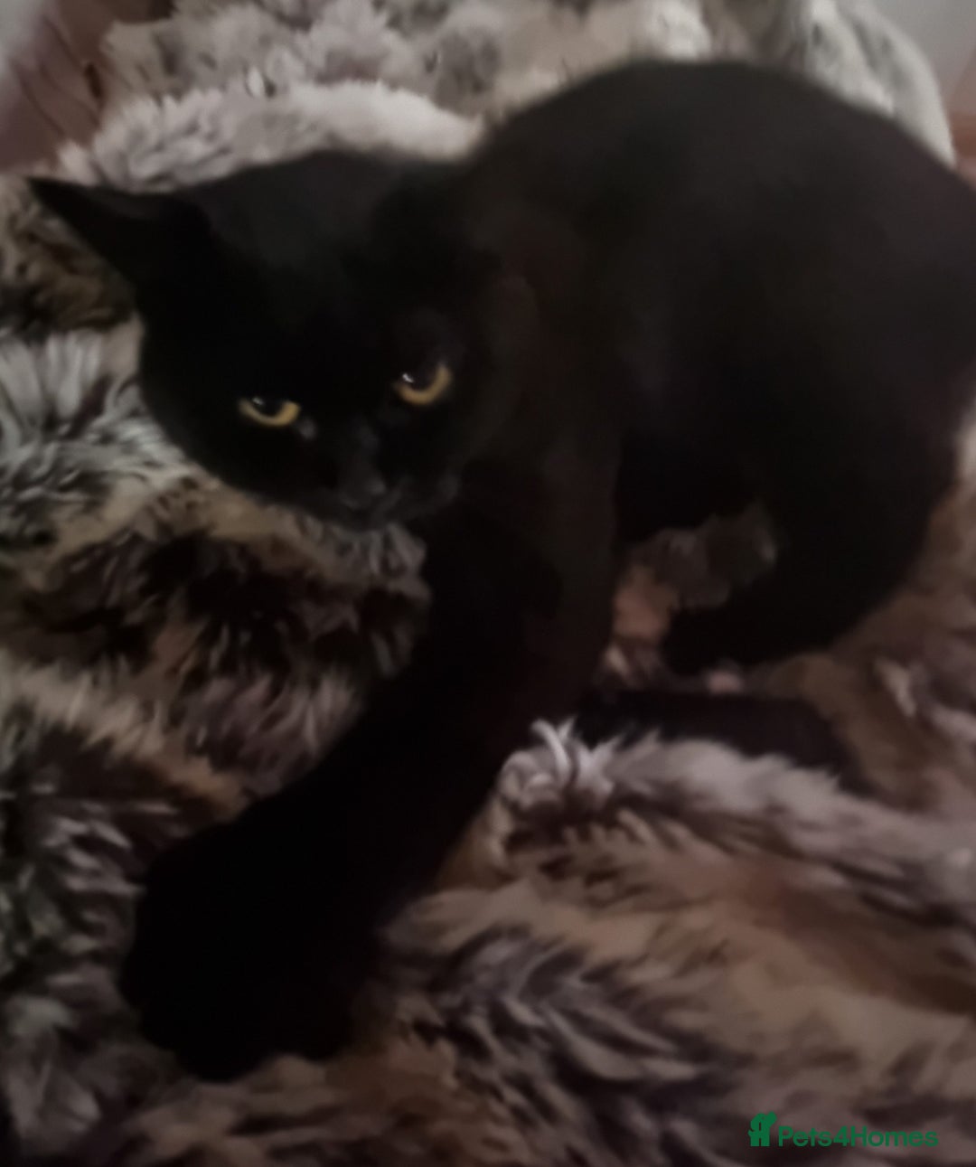 British Shorthair cats for sale: British Short hair cross kittens - Advert 1