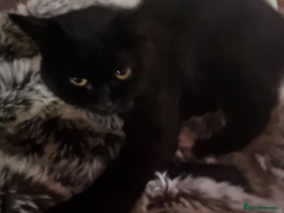 British Shorthair cats British Short hair cross kittens - Advert 2